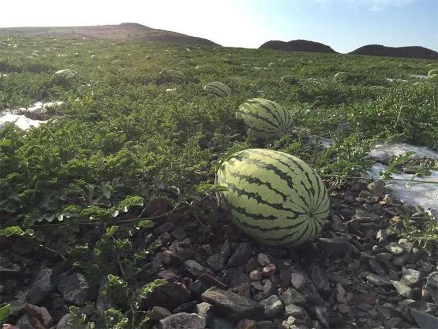 宁夏硒砂瓜上市时期